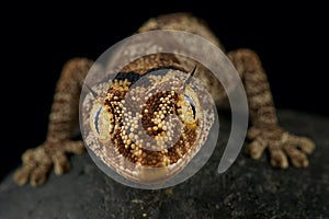 Northern spiny-tailed gecko Strophurus ciliaris