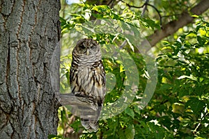 Northern spotted owl from tree branch in green forest