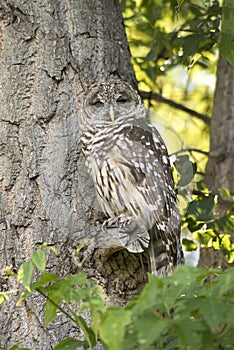 Northern spotted owl watching from tree branch in tree camoflauged  in green forest