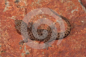 Northern Spotted Rock Dtella