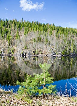 Northern spring - forest lake