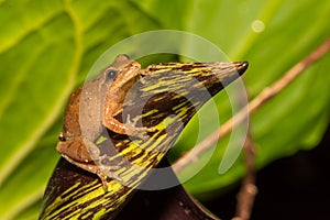 Northern Spring Peeper