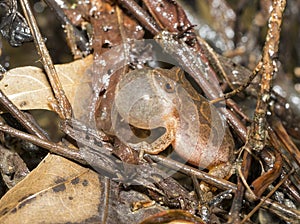 Northern Spring Peeper