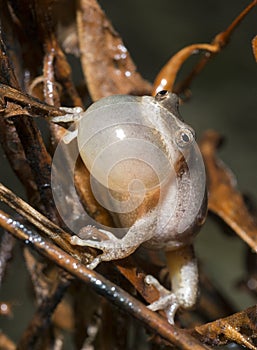 Northern Spring Peeper