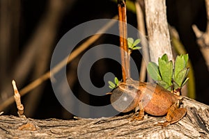 Northern Spring Peeper