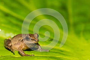 Northern Spring Peeper