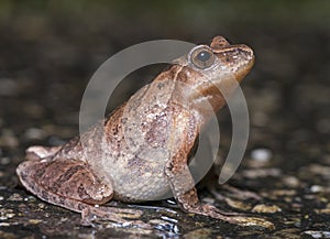 Northern Spring Peeper