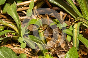 Northern Spring Peepers, Pseudacris crucifer