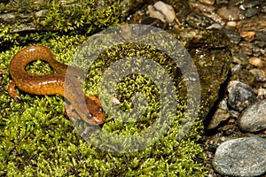 Northern Spring Salamander