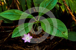 Northern Starflower photo