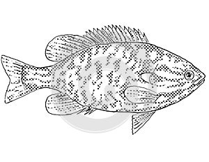 Northern sunfish or Lepomis peltastes Freshwater Fish Cartoon Drawing