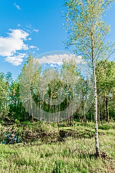 Swampy forest. Flooded birch and sedge thickets and water iris at late spring, wetlands, lake swamp plain