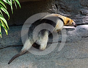 Northern tamandua. It is distributed in Central America and northwestern South America