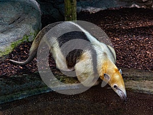 Northern tamandua. It is distributed in Central America and northwestern South America