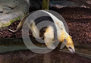 Northern tamandua. It is distributed in Central America and northwestern South America photo