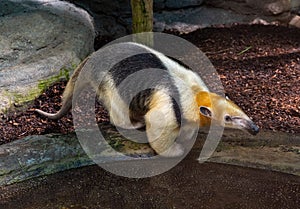 Northern tamandua. It is distributed in Central America and northwestern South America photo