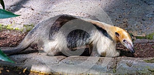 Northern tamandua Tamandua mexicana. It is distributed in Central America and northwestern South America photo