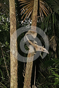 Northern tamandua, Tamandua mexicana