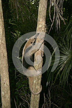 Northern tamandua, Tamandua mexicana