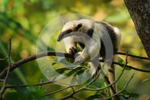 Northern Tamandua - Tamandua mexicana species of anteater, tropical and subtropical forests