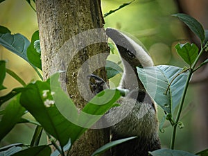 Northern Tamandua - Tamandua mexicana species of anteater, tropical and subtropical forests from southern Mexico, Central America