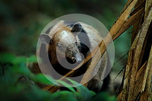 Northern tamandua, Tamandua mexicana, wild anteater in the nature forest habitat, Corcovado NP, Costa Rica. Wildlife scene from