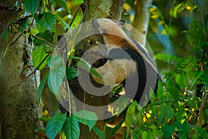 Northern tamandua, Tamandua mexicana, wild anteater in the nature forest habitat, Corcovado NP, Costa Rica. Wildlife scene from