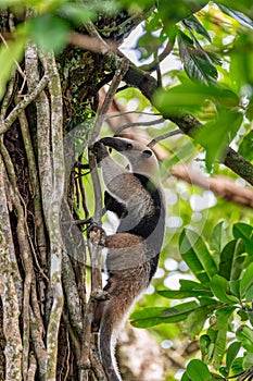 Northern tamandua, Tortuguero Cero, Costa Rica wildlife