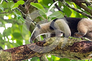 Northern tamandua, Tortuguero Cero, Costa Rica wildlife photo