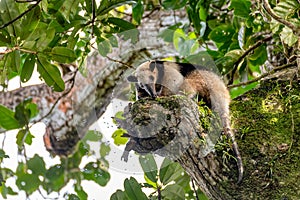 Northern tamandua, Tortuguero Cero, Costa Rica wildlife photo