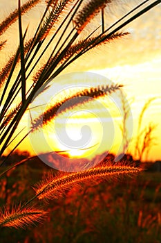 Northern Thailand evening sunset background image with beautiful golden light helps us to rest our eyes and relax