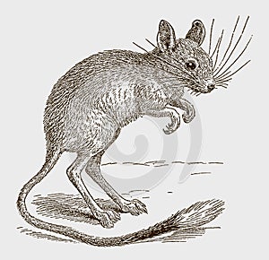 Northern three-toed jerboa dipus sagitta standing upright on its long hind legs photo