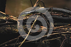 Northern Tree Snake