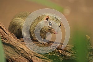 Northern treeshrew