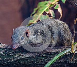 Northern Treeshrew Tupaia in the forest on a branch