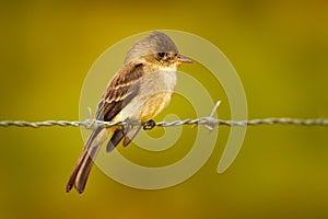 Northern tropical pewee, Contopus bogotensis, wild small bird sitting on the barbed wire fence in the nature. Flycatcher bird in