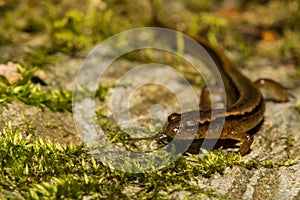 Northern Two-lined Salamander