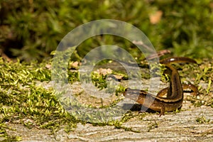 Northern Two-lined Salamander