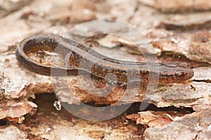 Northern Two-lined Salamander (Eurycea bislineata)