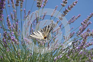 Northern Velebit Scarce swallowtail butterfly resting on lavender with blue sky in croatia Europe