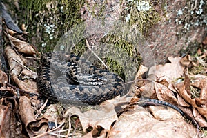 Northern Viper