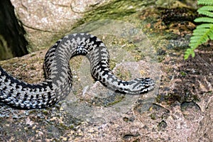 The Northern Viper ore common adder