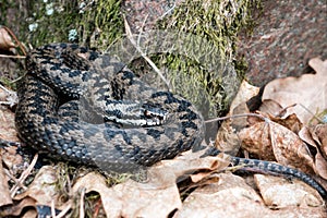 Northern Viper