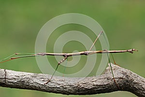 Northern Walking Stick