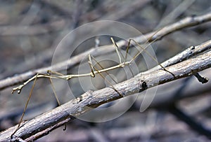 Northern Walking Stick in California