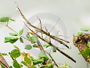 Northern Walking Stick Diapheromera femorata