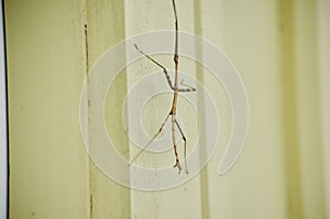 Northern Walkingstick insect