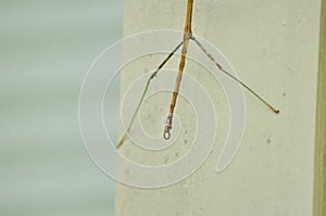 Northern Walkingstick insect