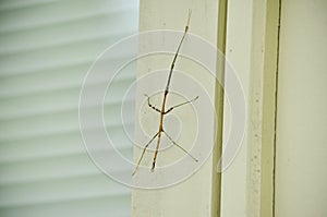 Northern Walkingstick insect