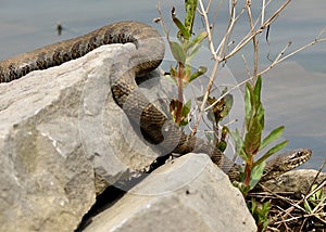 Northern Water Snake